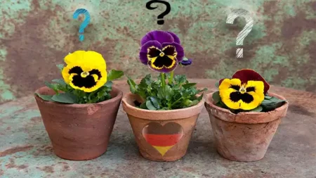 Квіти на балконі в Німеччині – все що потрібно знати