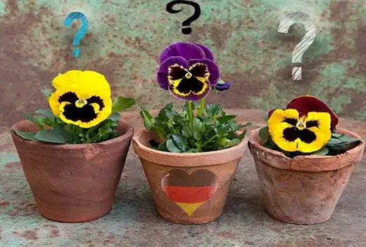 Квіти на балконі в Німеччині – все що потрібно знати