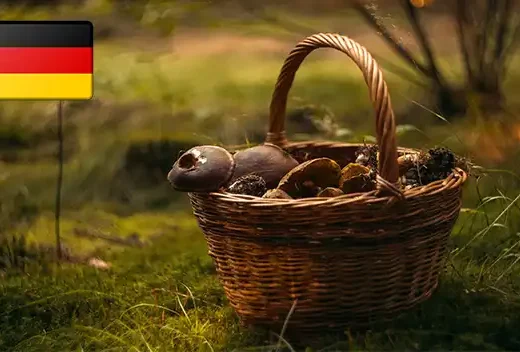 Гриби в Німеччині – їстівні та неїстівні з фото