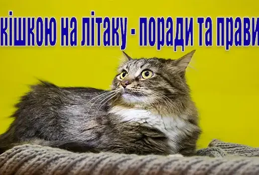 З кішкою на літаку – поради та правила