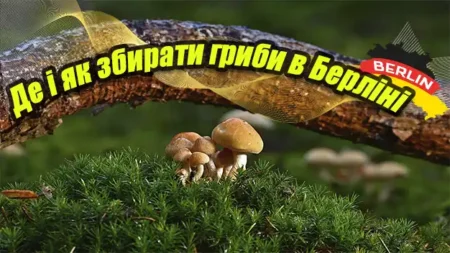 Де і як збирати гриби в Берліні