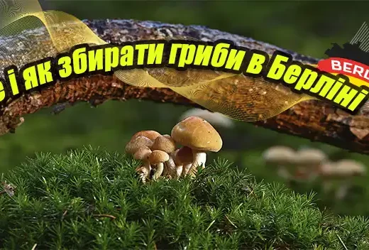 Де і як збирати гриби в Берліні