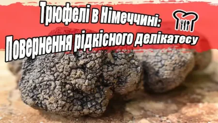 Трюфелі в Німеччині: Повернення рідкісного делікатесу
