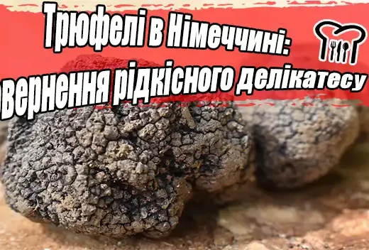 Трюфелі в Німеччині: Повернення рідкісного делікатесу